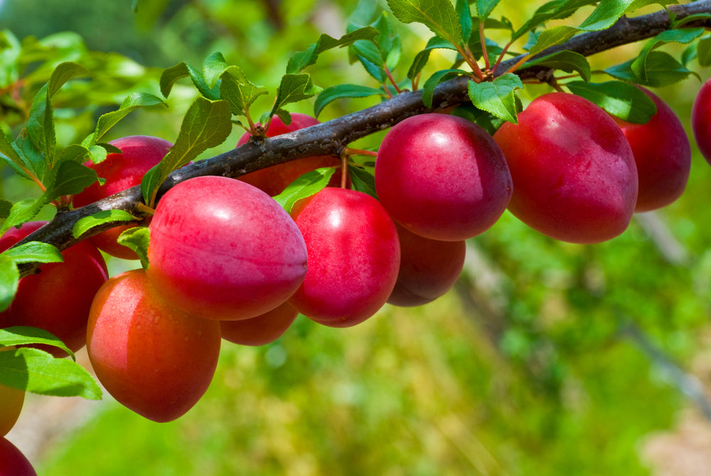 Pre-Order Plum Trees