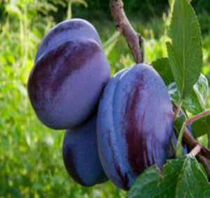 Pre-Order Plum Trees