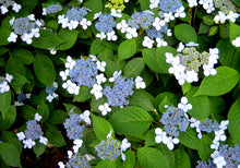 Load image into Gallery viewer, Hydrangea macrophylla Blue Lace Cap 2 Gallon

