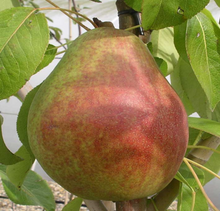 Load image into Gallery viewer, Pre-Order Pear Trees - Pyrus Trees
