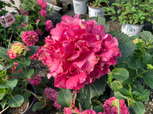 Load image into Gallery viewer, Hydrangea macrophylla Glowing Embers 2 Gallon

