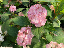 Load image into Gallery viewer, Hydrangea serrata Preziosa 2 Gallon
