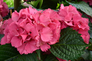 Hydrangea macrophylla Masja 2 Gallon