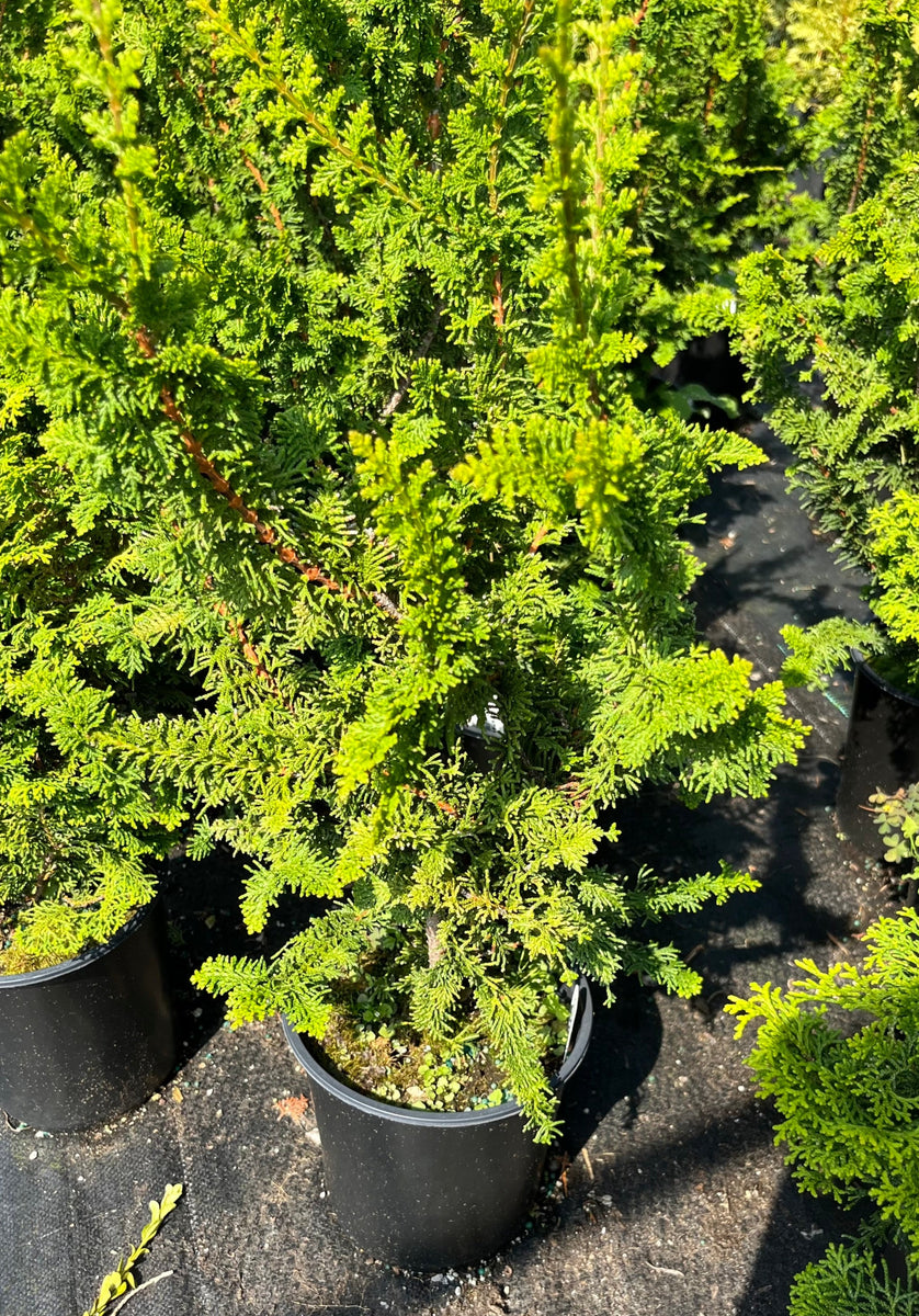 Chamaecyparis obtusa Filicoides Compacta - Compact Fernspray Cypress ...