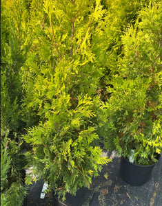 Thuja occidentalis - Yellow Ribbon Cedar