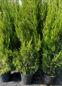 Juniperus chinensis - Spartan Juniper
