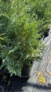 Chamaecyparis nootkatensis Gluaca - Blue Alaskan Cedar 1 Gallon
