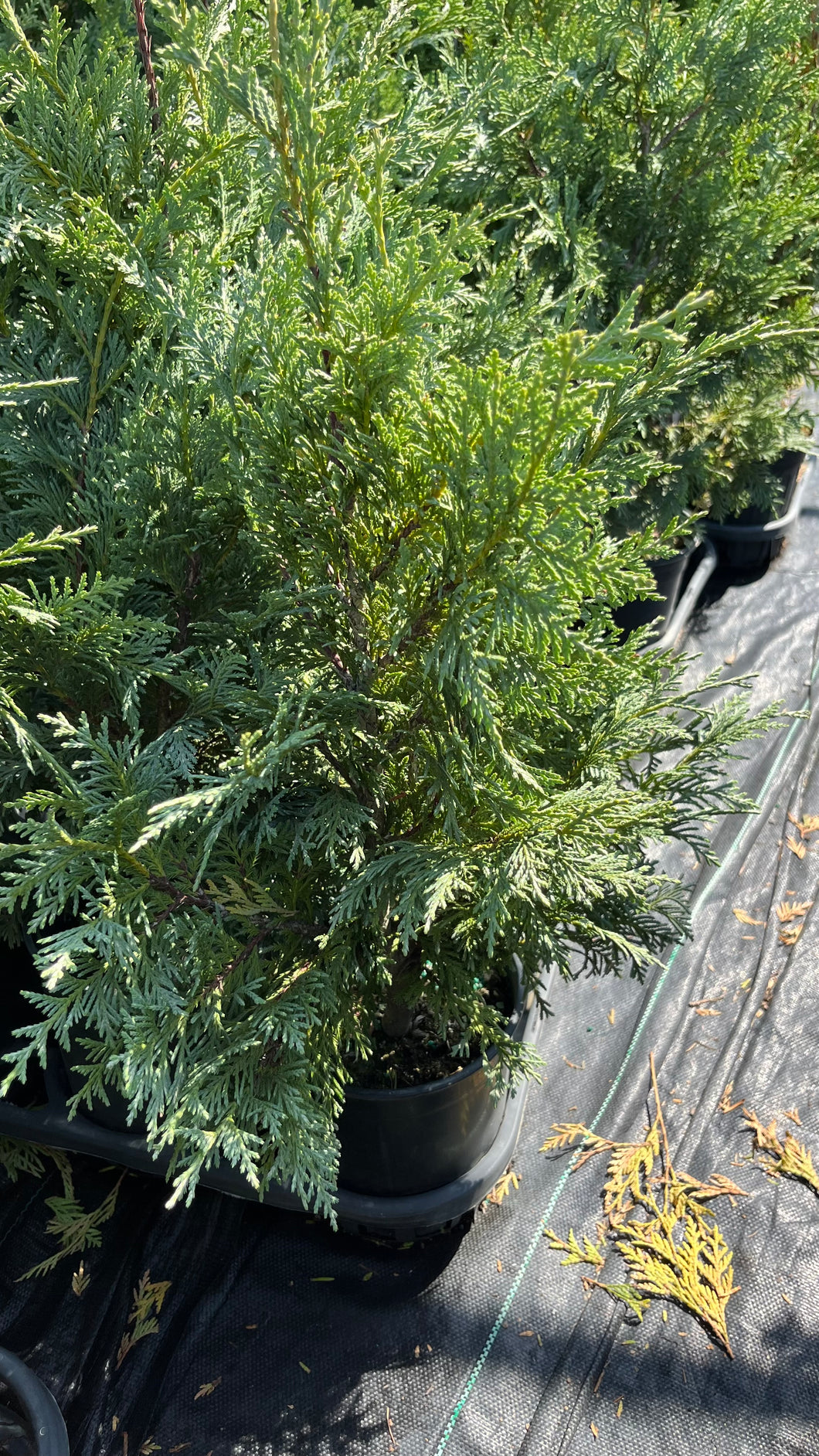 Chamaecyparis nootkatensis Gluaca - Blue Alaskan Cedar 1 Gallon