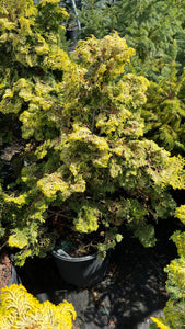 Chamaecyparis obtusa confuscius - Hinoki Cypress 3 Gallon
