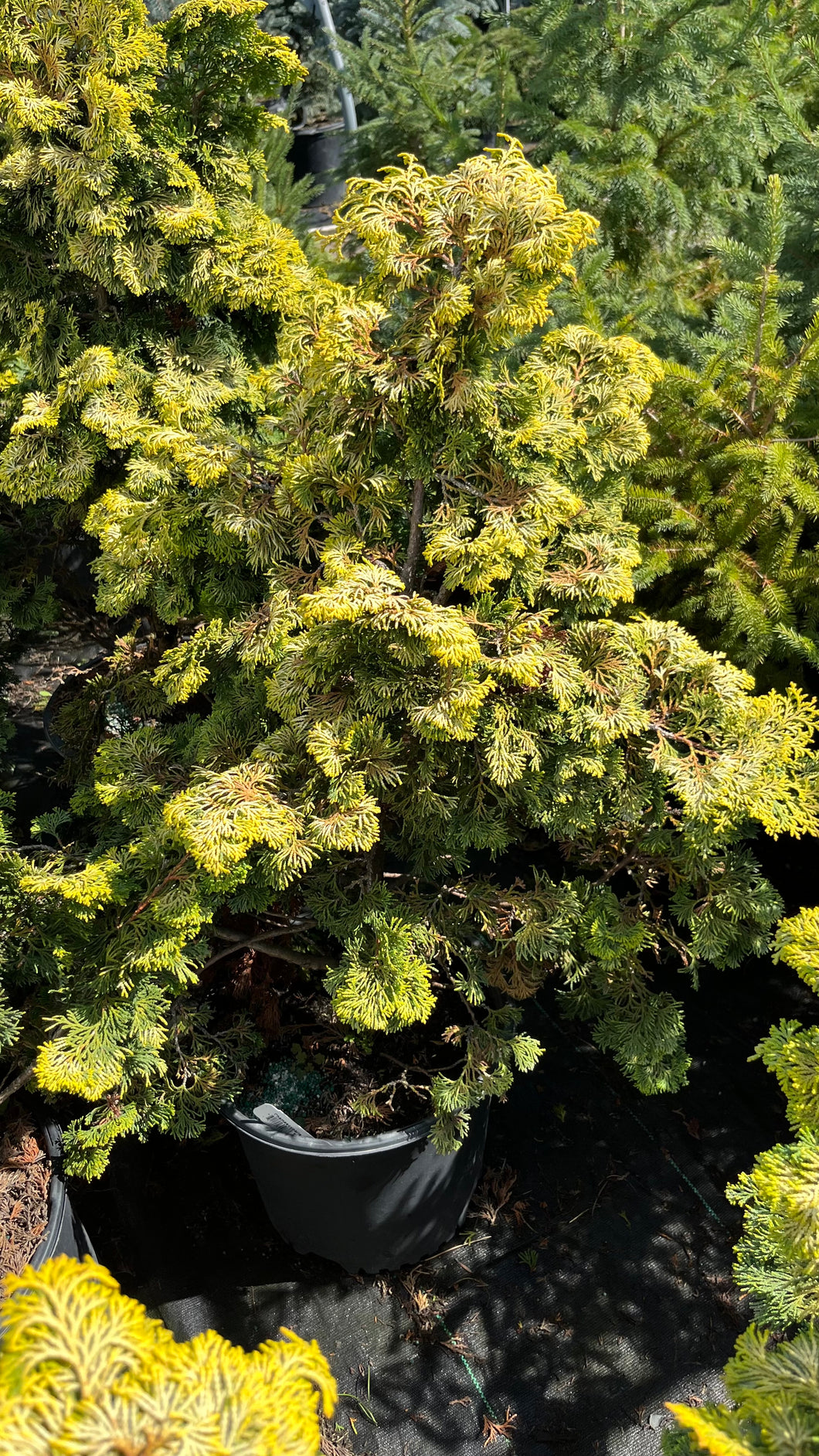 Chamaecyparis obtusa confuscius - Hinoki Cypress 3 Gallon