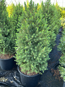 Picea glauca conica - Dwarf Alberta Spruce 2 Gallon