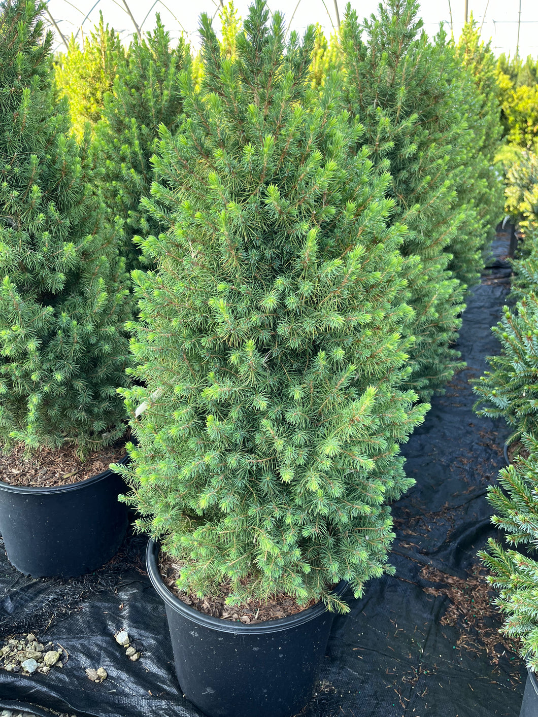 Picea glauca conica - Dwarf Alberta Spruce 2 Gallon