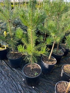 Pinus sylvestris - Scotch Pine 1 Gallon