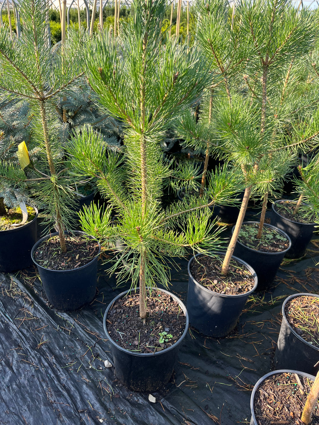 Pinus sylvestris - Scotch Pine 1 Gallon