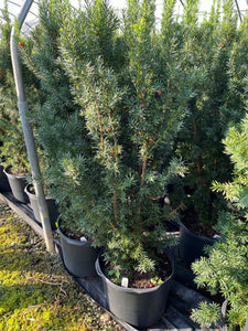 Taxus media Hicksii - Hick's Yew 7 Gallon
