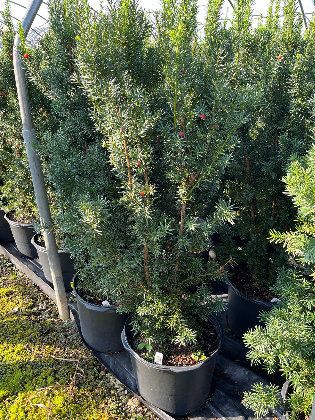 Taxus media Hicksii - Hick's Yew 7 Gallon