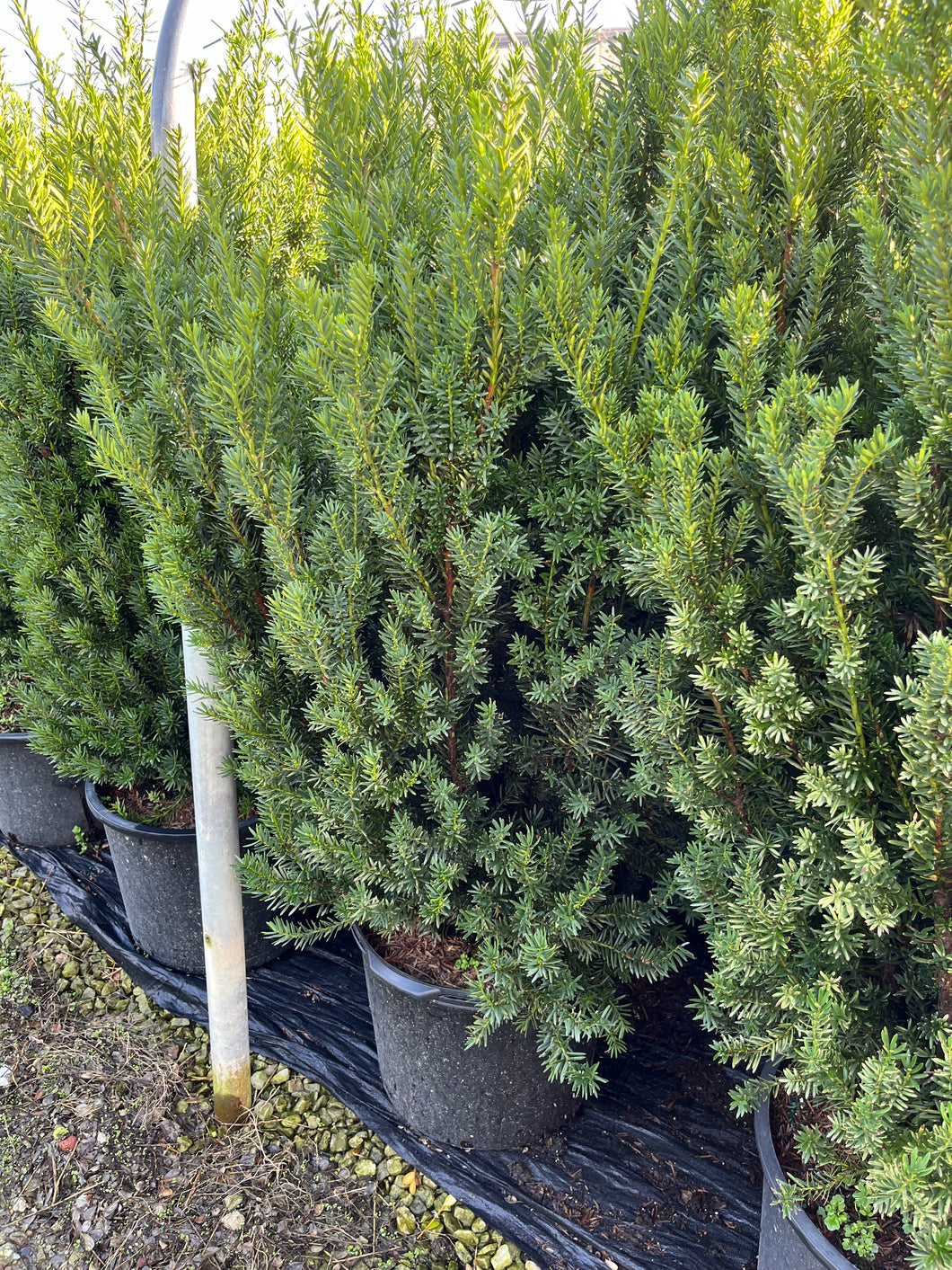Taxus media Hillii - Hills Yew 7 Gallon