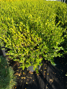 Buxus microphylla Faulkner - Faulkner Boxwood 3 Gallon