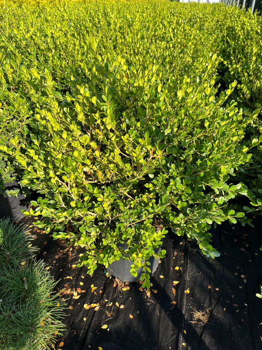 Buxus microphylla Faulkner - Faulkner Boxwood 3 Gallon