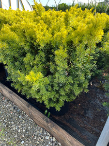Taxus x media Sunburst - Sunburst Yew 3 Gallon