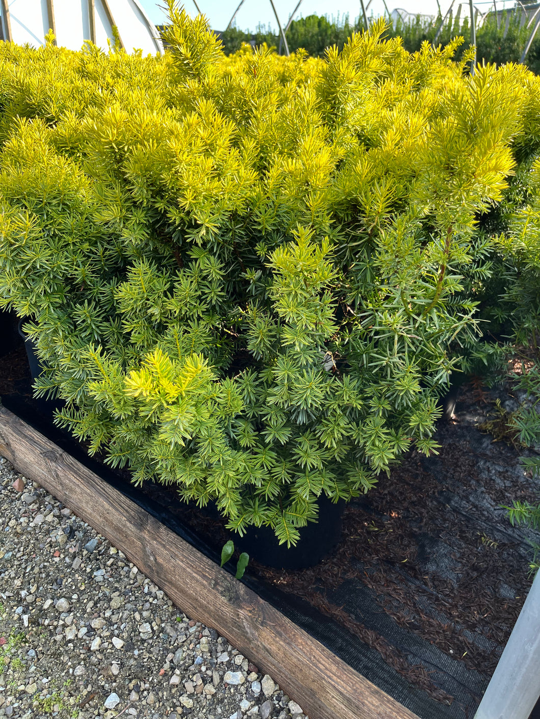 Taxus x media Sunburst - Sunburst Yew 3 Gallon