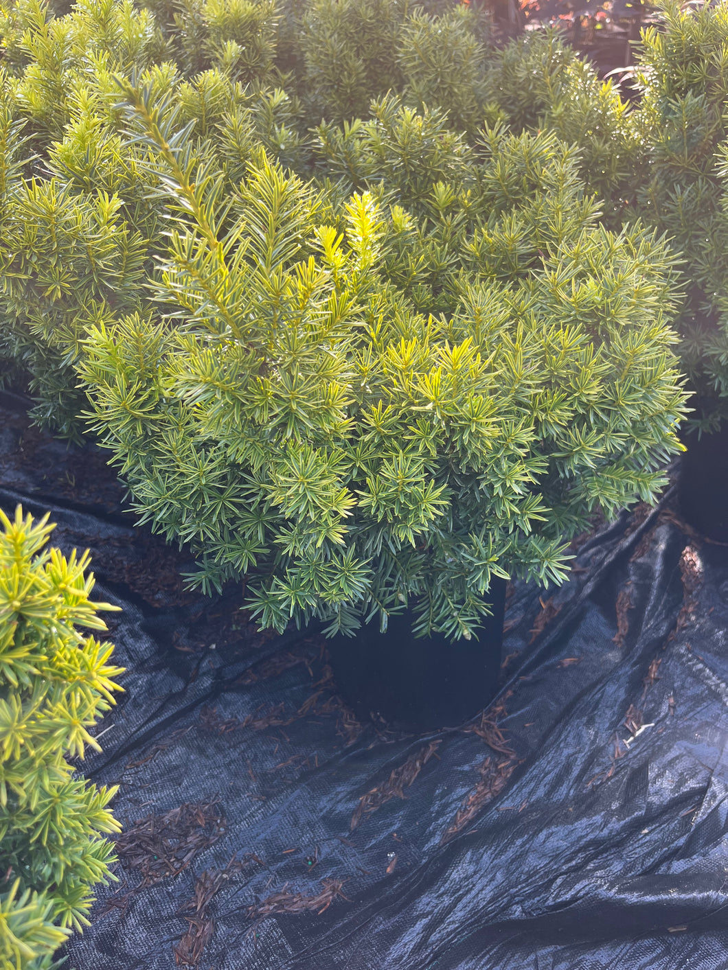 Taxus x media Sunburst - Sunburst Yew 2 Gallon