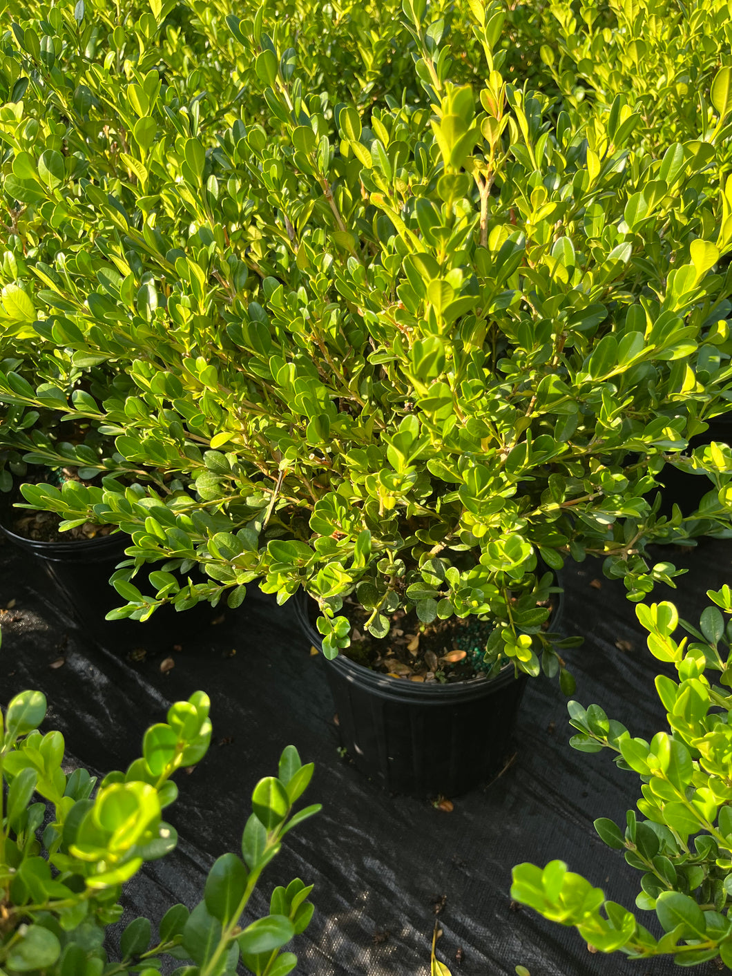 Buxus microphylla Faulkner - Faulkner Boxwood 2 Gallon