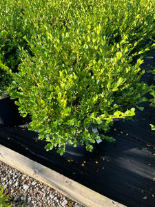 Buxus Green Mound - Green Mound Boxwood 3 Gallon