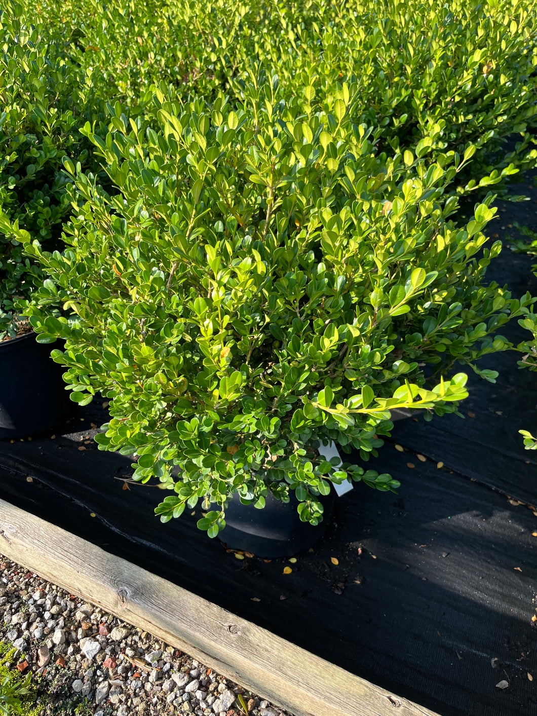 Buxus Green Mound - Green Mound Boxwood 3 Gallon