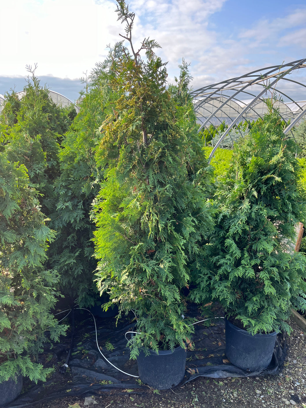 Thuja Nigra - Black Cedar 7 Gallon