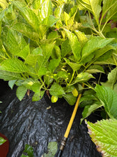 Load image into Gallery viewer, Hydrangea macrophylla Glowing Embers 2 Gallon
