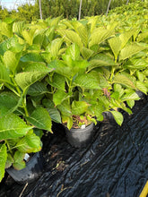 Load image into Gallery viewer, Hydrangea macrophylla Masja 2 Gallon
