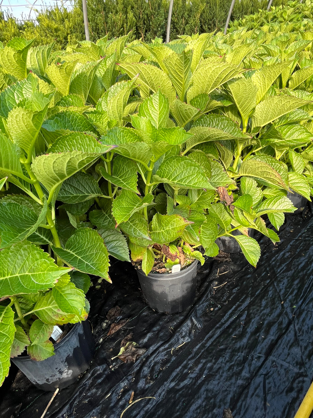 Hydrangea macrophylla Masja 2 Gallon