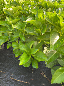 Hydrangea macrophylla Blue Lace Cap 2 Gallon