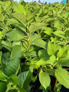 Hydrangea macrophylla Nikko Blue 2 Gallon