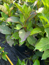 Load image into Gallery viewer, Hydrangea serrata Preziosa 2 Gallon
