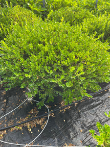 Buxus microphylla Faulkner - Faulkner Boxwood 7 Gallon