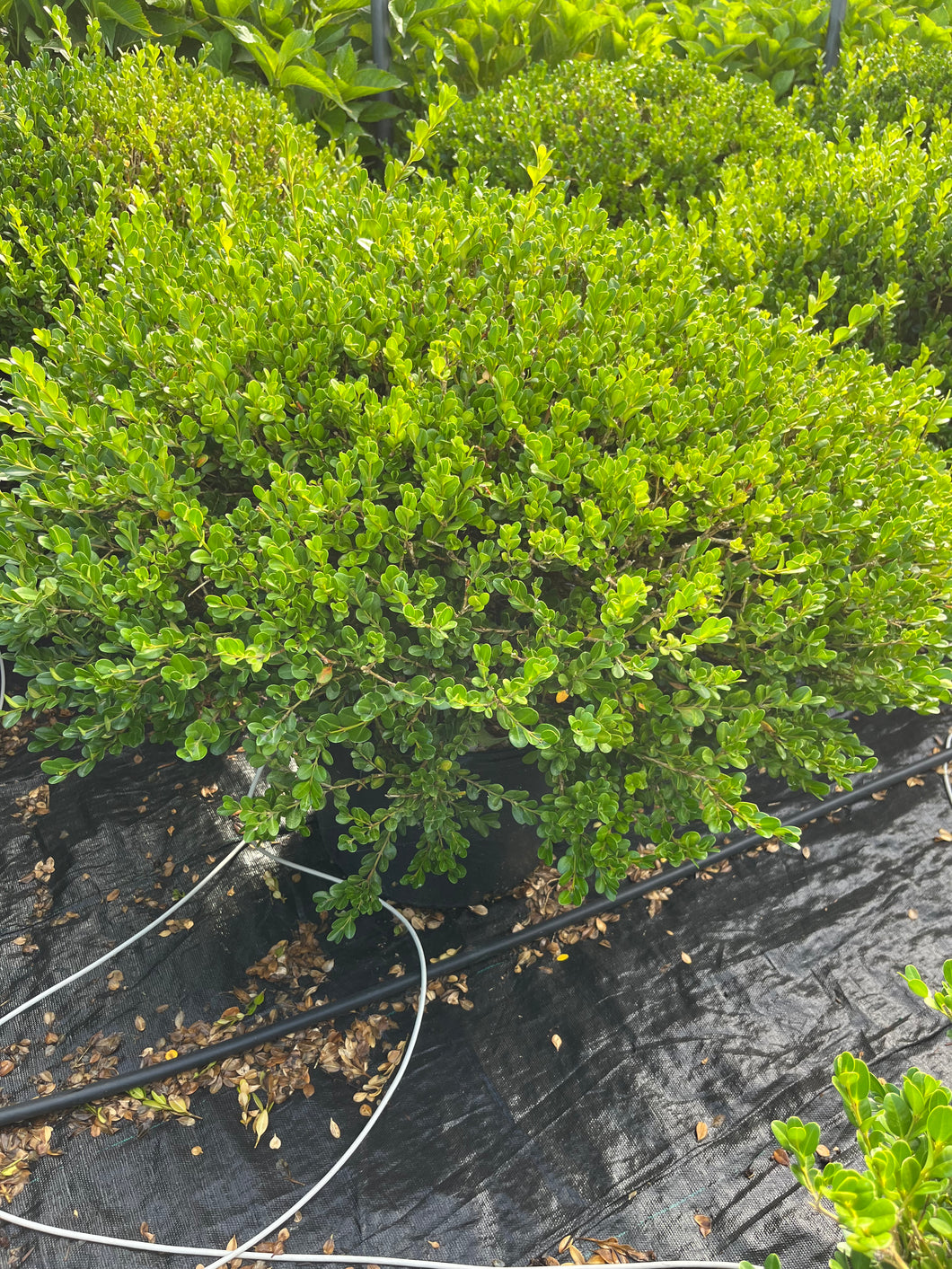 Buxus microphylla Faulkner - Faulkner Boxwood 7 Gallon