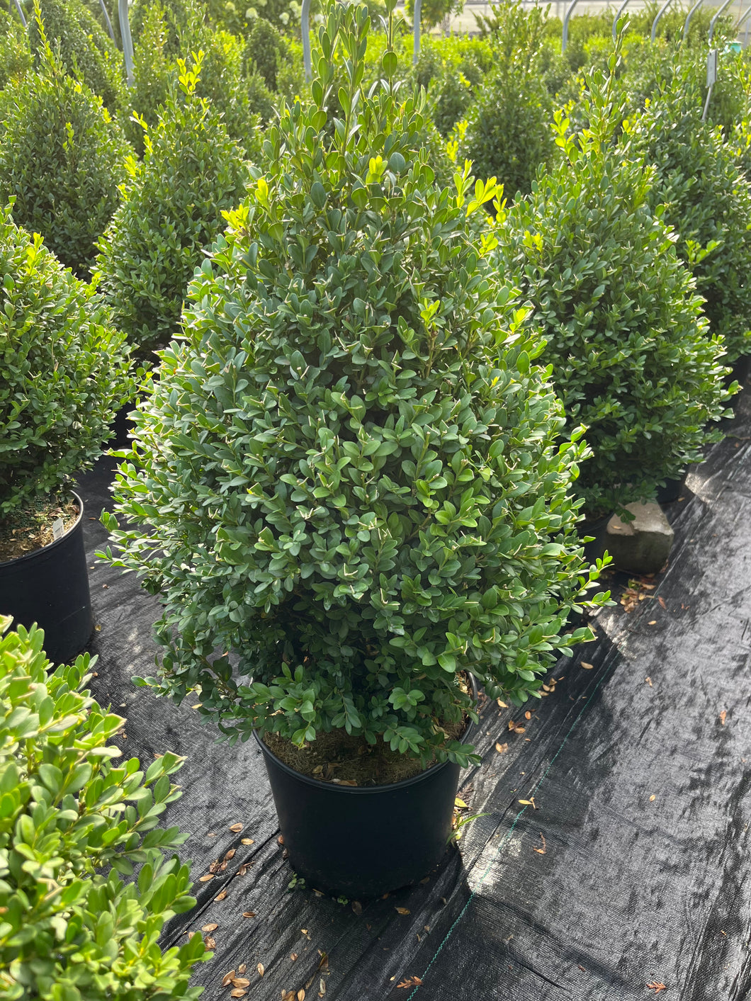 Buxus Green Mound Pyramidal - Boxwood 3 Gallon