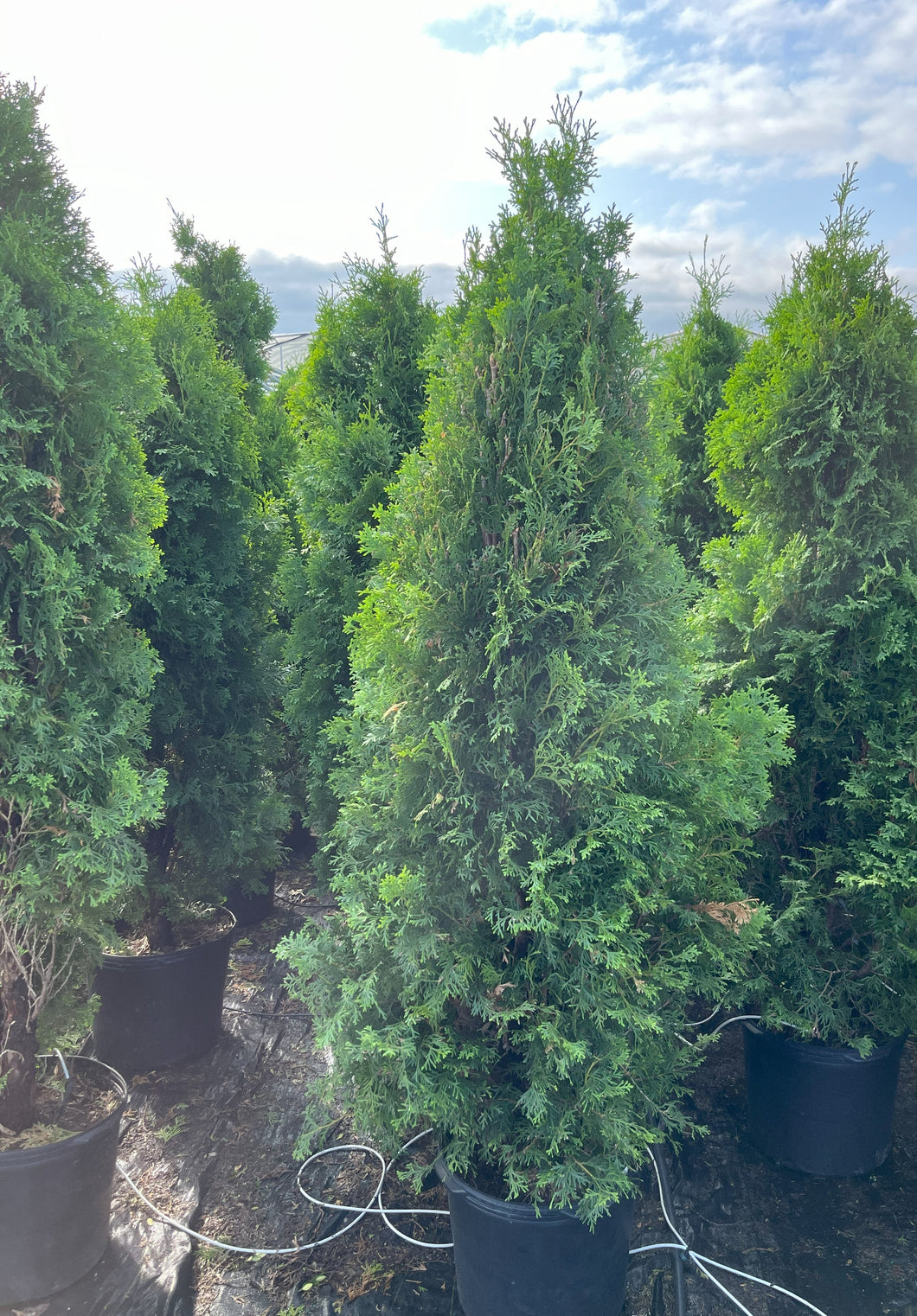 Thuja occidentalis Fastigiata - Pyramidal Cedar 7 Gallon