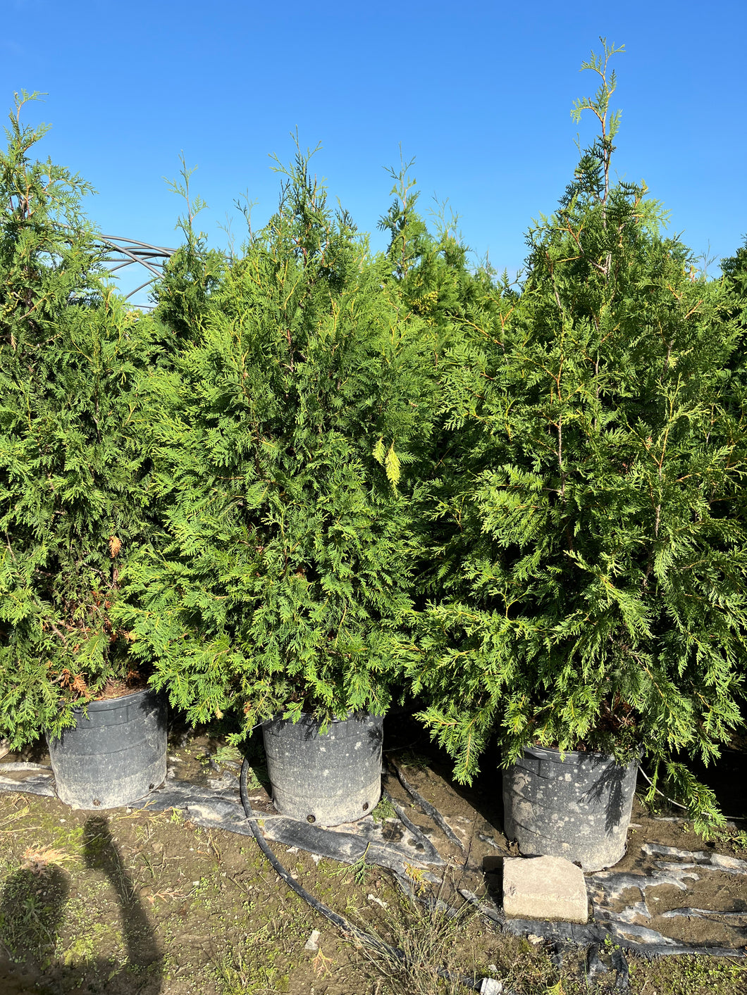 Thuja Nigra - Black Cedar 10 Gallon