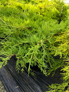 Juniperus chinensis Gold Coast - Gold Coast Juniper 2 Gallon