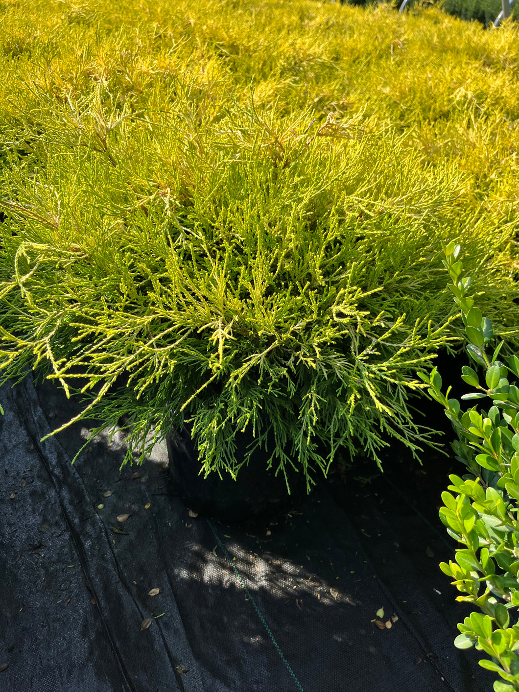 Chamaecyparis pisifera filifera Mops - Threadleaf Cypress 2 Gallon