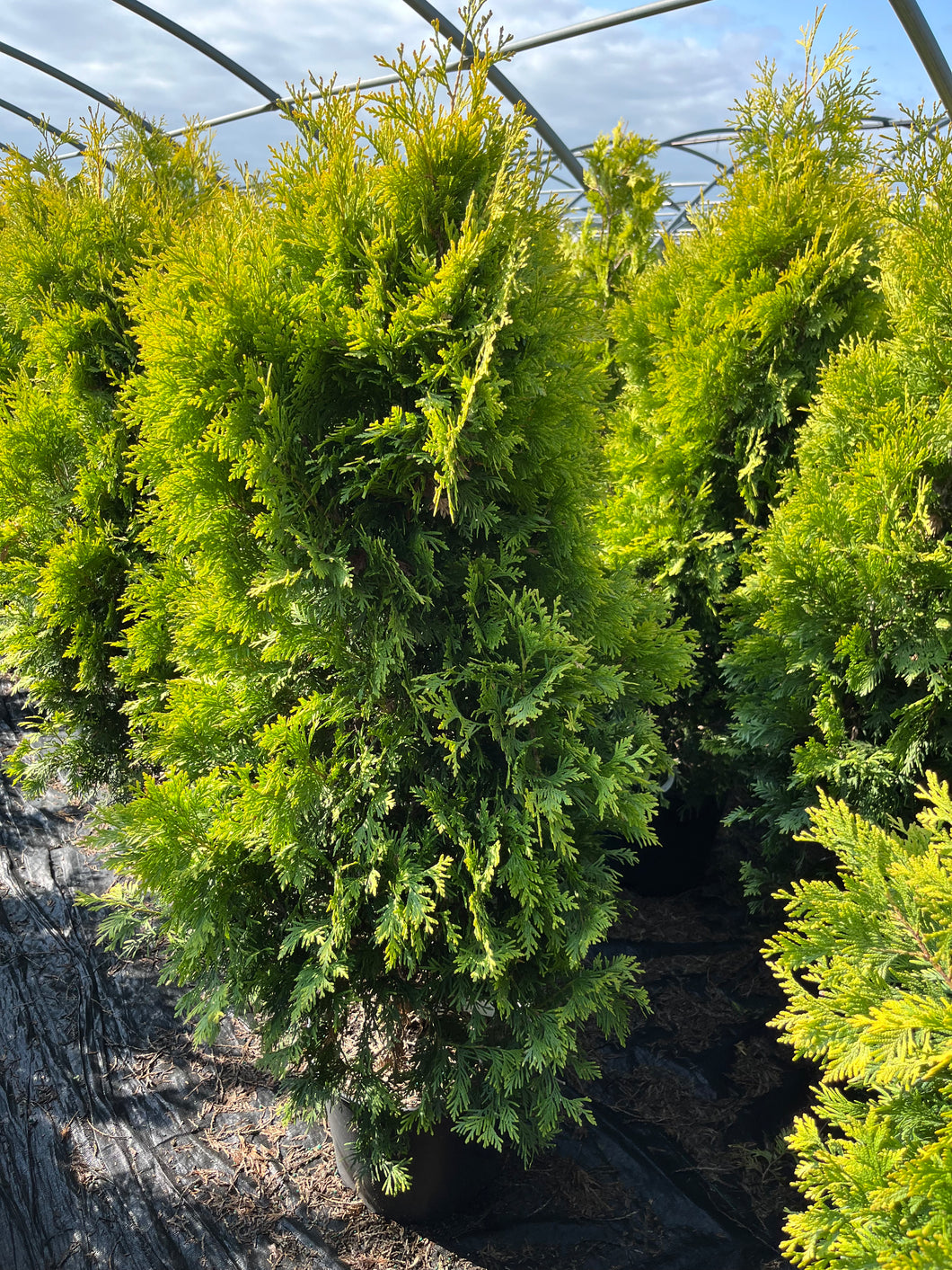 Thuja occidentalis - Yellow Ribbon Cedar 2 Gallon