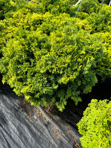 Chamaecyparis obtusa Kosteri - Hinoki Cypress 2 Gallon