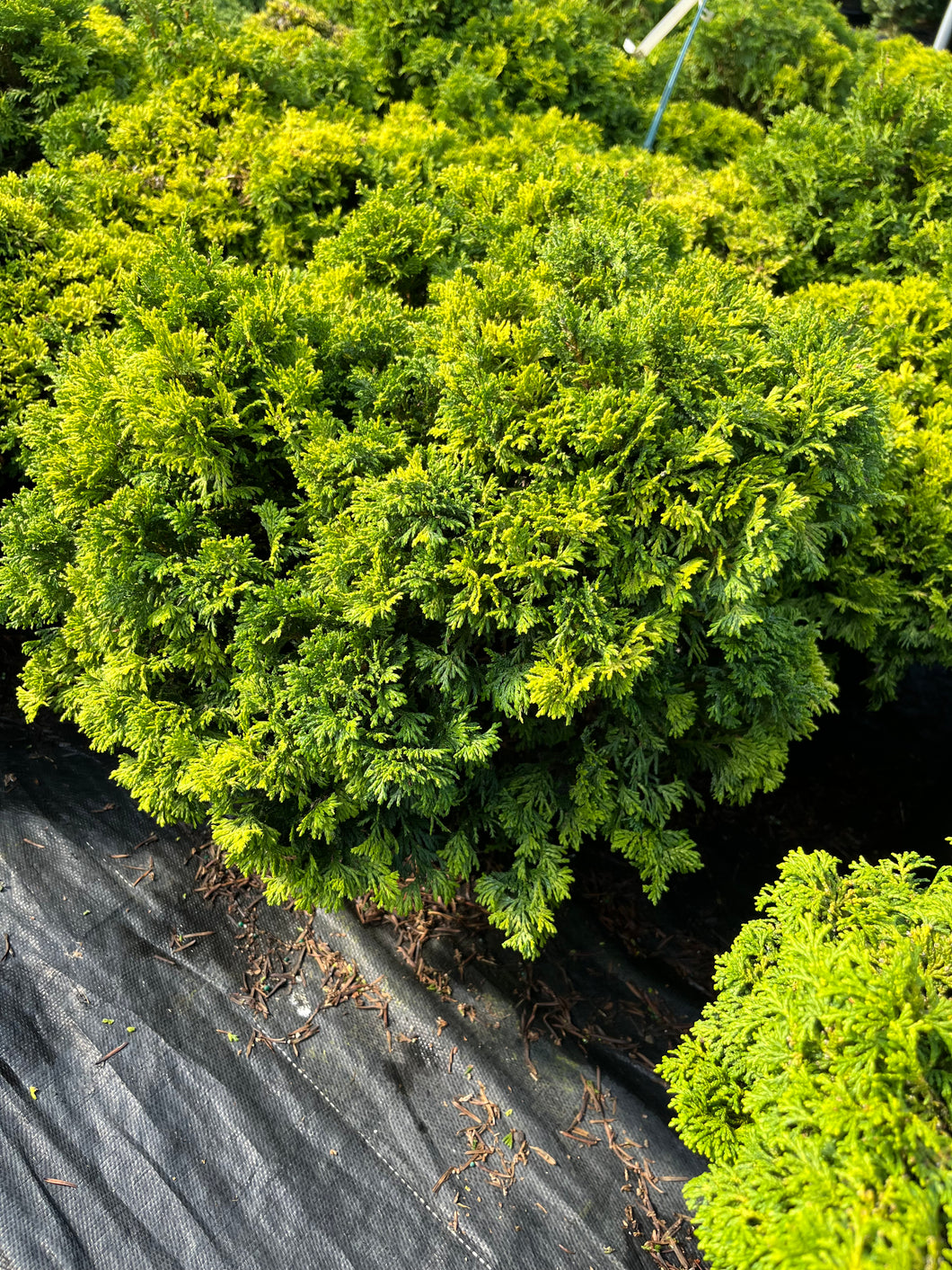 Chamaecyparis obtusa Kosteri - Hinoki Cypress 2 Gallon