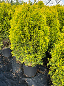 Thuja occidentalis Golden Emerald - Golden Emerald Cedar 3 Gallon