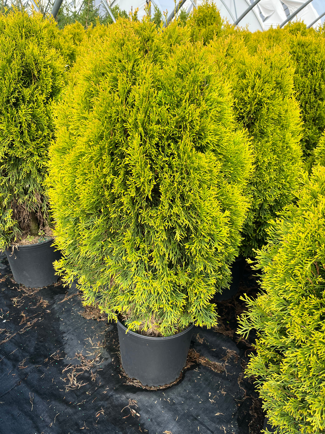 Thuja occidentalis Golden Emerald - Golden Emerald Cedar 3 Gallon
