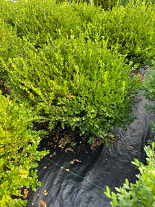 Buxus micro Winter Gem - Winter Gem Boxwood 5 Gallon