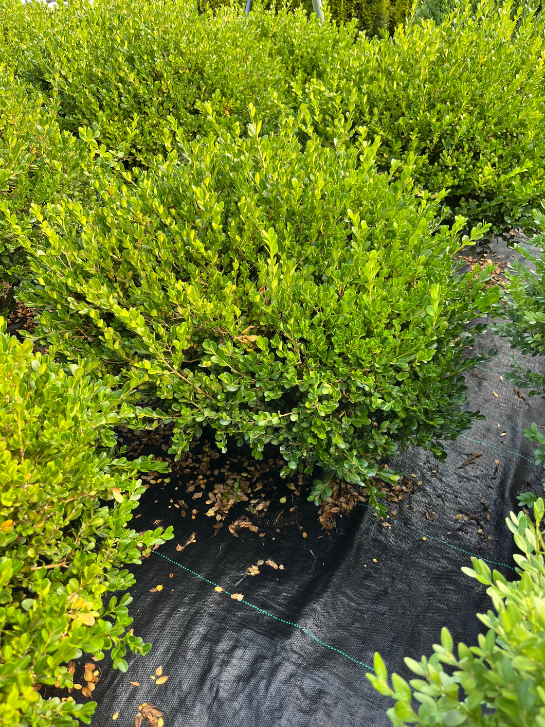 Buxus micro Winter Gem - Winter Gem Boxwood 5 Gallon